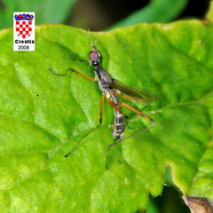 Micropeza corrigiolata