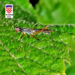 Micropeza corrigiolata