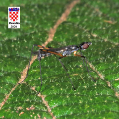 Micropeza corrigiolata