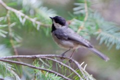 Poecile sclateri