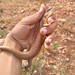 Eumeces algeriensis