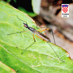 Micropeza corrigiolata