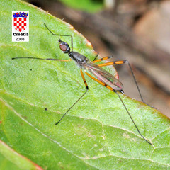 Micropeza corrigiolata
