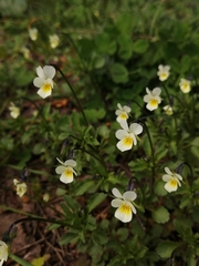 Viola arvensis
