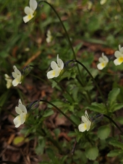 Viola arvensis
