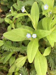 Myosotis sparsiflora