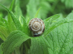 Xeropicta derbentina