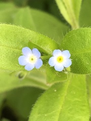 Myosotis sparsiflora