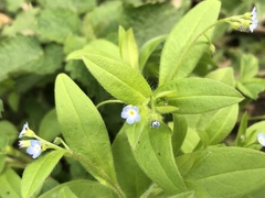 Myosotis sparsiflora