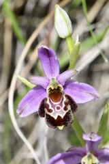 Ophrys × neocamusii