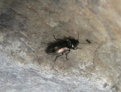 Selatosomus aeneus