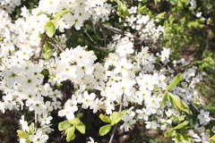 Prunus spinosa