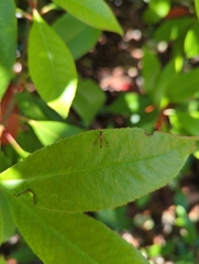 Chrysopilus asiliformis