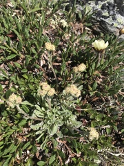 Antennaria friesiana