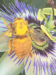 Xylocopa sonorina