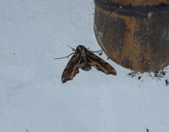 Hemeroplanes ornatus