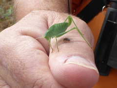 Platylyra californica