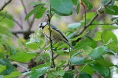 Cyanistes caeruleus