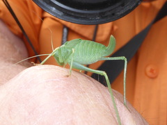 Platylyra californica