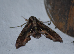 Hemeroplanes ornatus