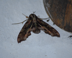 Hemeroplanes ornatus