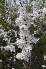 Prunus spinosa