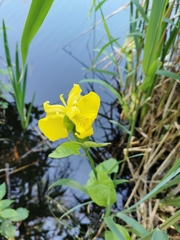 Iris pseudacorus