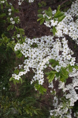 Prunus spinosa