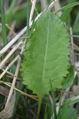 Dipsacus strigosus