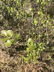 Betula glandulosa