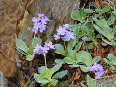 Primula marginata