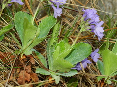 Primula marginata