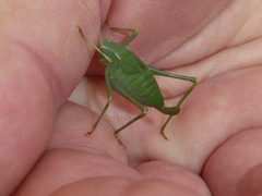 Platylyra californica
