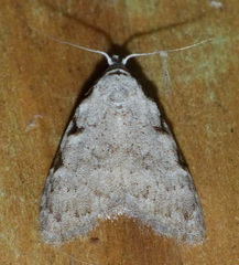 Nola triquetrana