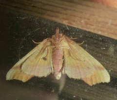 Plagodis phlogosaria