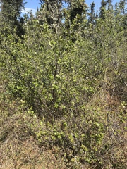 Betula glandulosa