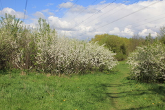 Prunus spinosa