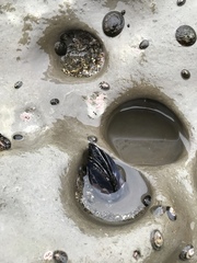 Mytilus californianus