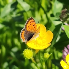 Lycaena phlaeas