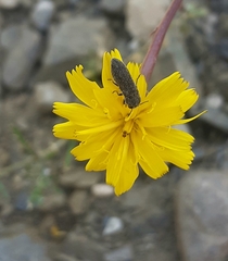 Acmaeoderella adspersula