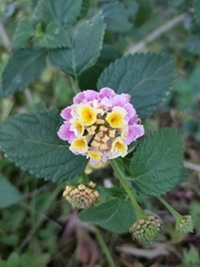 Lantana