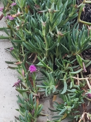 Carpobrotus acinaciformis