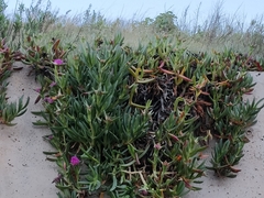 Carpobrotus acinaciformis