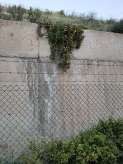Carpobrotus acinaciformis