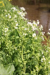 Cardamine amara