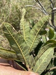 Ozoroa paniculosa paniculosa