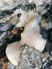 Distaplia