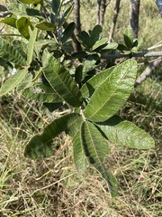 Ozoroa paniculosa paniculosa