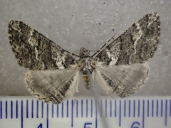 Lipogya leucoprosopa