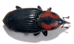Rhynchophorus cruentatus image